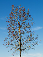 Image showing Blooming tree