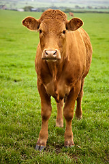 Image showing Brown Cow