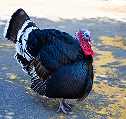 Image showing Turkey Cock