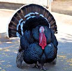 Image showing Turkey Cock