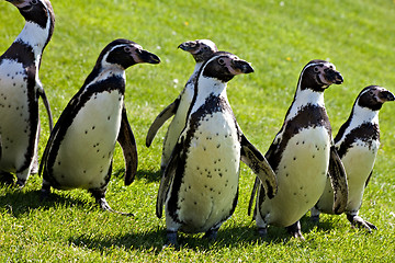Image showing Humboldt Penguins