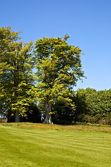 Image showing Striped lawn