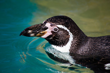 Image showing Humboldt penguin