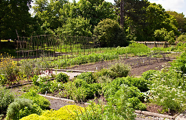 Image showing Vegetable garden