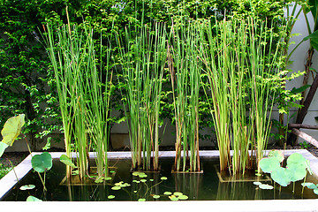 Image showing Water garden