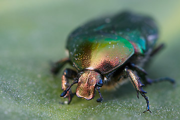 Image showing Beetle
