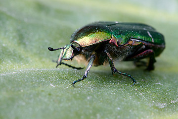 Image showing Beetle