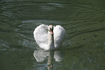 Image showing swan