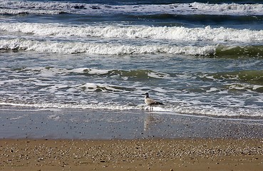 Image showing seagull