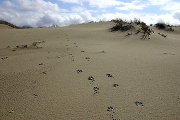 Image showing Traces on sand