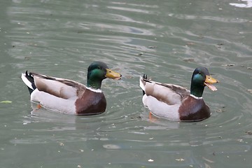 Image showing Duck