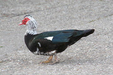 Image showing Duck