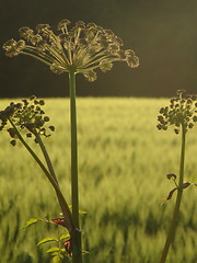 Image showing Anthriscus sylvestris