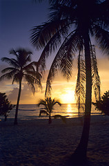 Image showing Sunset on palm trees at Bayahibe beach 