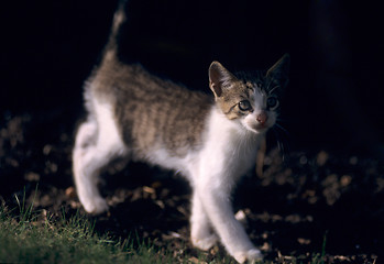 Image showing Young kitty cat with dark background
