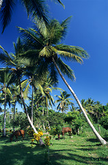 Image showing Palmtree garden with horses
