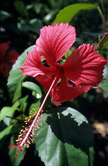 Image showing Red hibiscus flower and foliage - Dominican republic