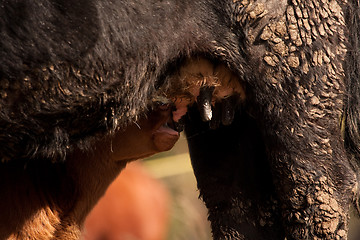 Image showing Suckling calf