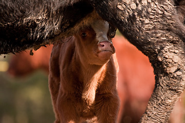 Image showing Suckling calf