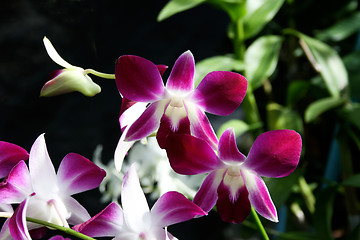 Image showing Orchids