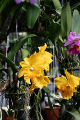 Image showing Orchids