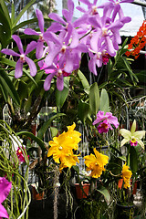 Image showing Orchids