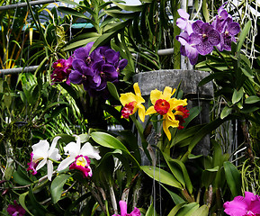 Image showing Orchids