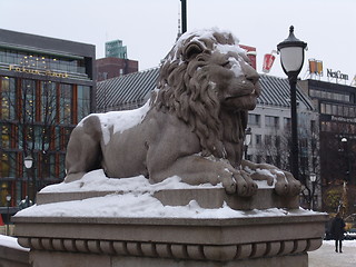 Image showing The norwegian lion
