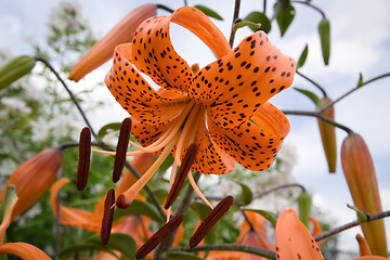 Image showing Tiger lily, Lilium lancifoliumaption