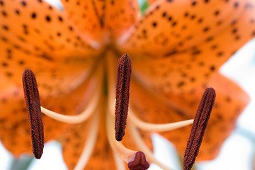 Image showing Tiger lily, Lilium lancifoliumaption