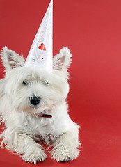 Image showing Dog party