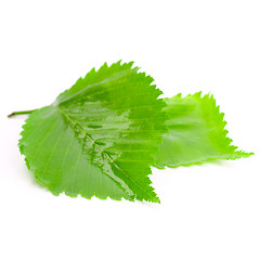 Image showing green wet leaves