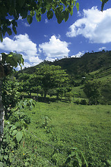 Image showing Green meadow in Dominican republic 