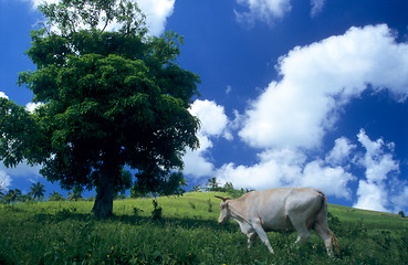 Image showing Cow in green field at Dominican republic