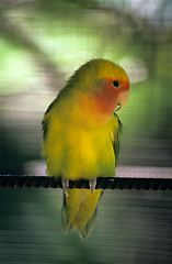 Image showing Yellow parakeet - Dominican republic