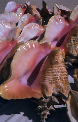 Image showing Queen Conch shell details - Dominican republic