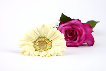 Image showing White flower and rose