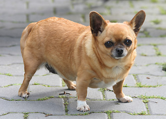 Image showing fat chihuahua