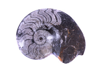 Image showing fossil