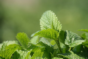 Image showing green mint background