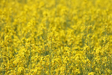 Image showing yellow flower background