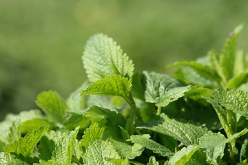 Image showing green mint background