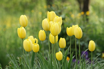 Image showing yellow tulips