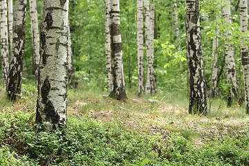 Image showing spring forest 