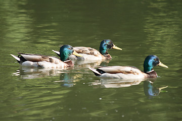 Image showing wild ducks