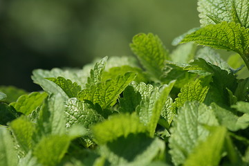 Image showing green mint background