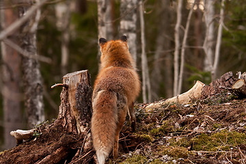 Image showing Red fox