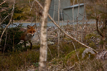 Image showing red fox