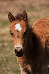 Image showing colt