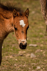 Image showing foal